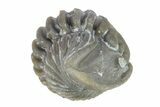 Wide, Enrolled Flexicalymene Trilobite - Indiana #287224-1